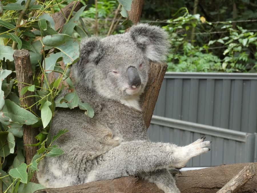 From Brisbane: Day Trip to Noosa, Glass House Mtns and Zoo - Noosa National Park time: nature on the same day as the beach