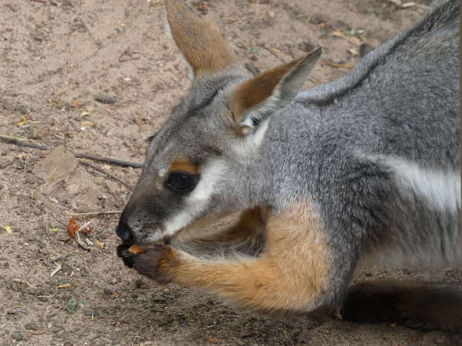 From Brisbane: Day Trip to Noosa, Glass House Mtns and Zoo - Price and what you’re really getting for $175