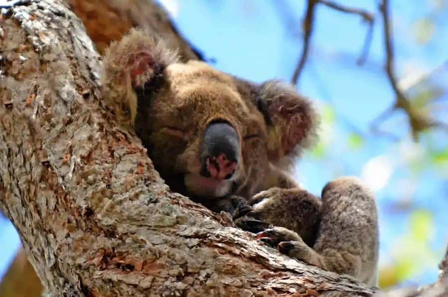 From Brisbane: Gold Coast Day Tour with Lunch - A long, packed day that’s still easy to follow
