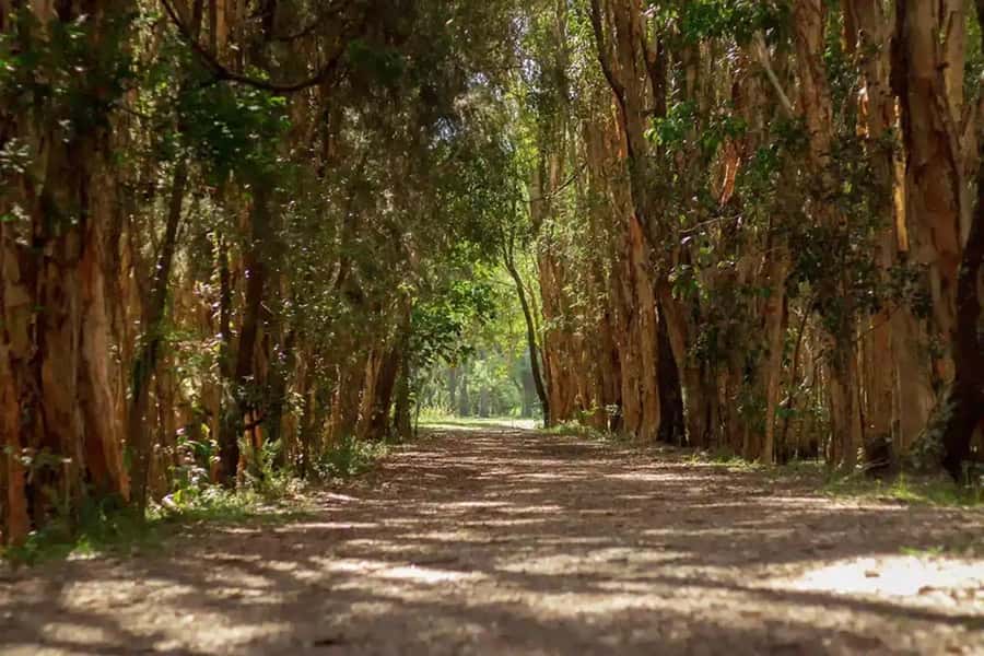 From Brisbane: Gold Coast Day Tour with Lunch - From South Brisbane pickup to Springbrook’s Natural Bridge walk