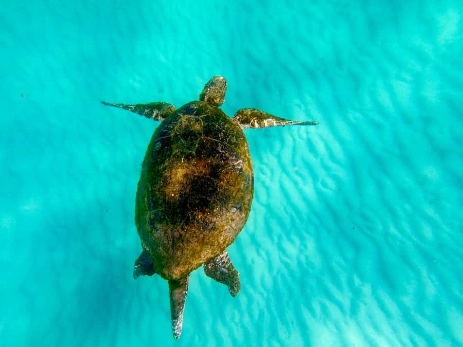 From Brisbane: Moreton Island Full-Day Trip - Lunch on the sand and how much downtime you really get