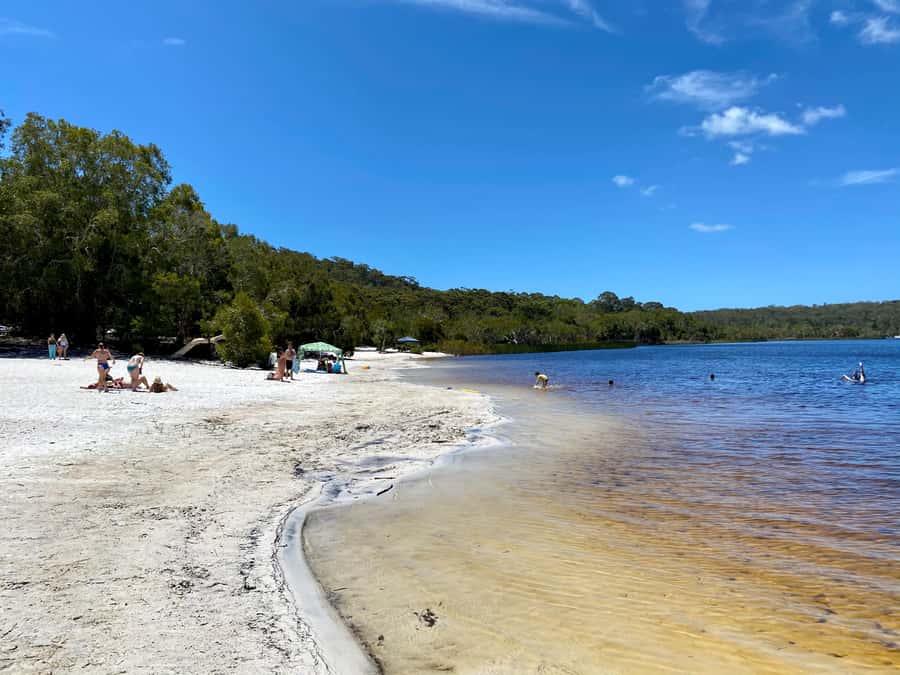 From Brisbane: North Stradbroke Island Wildlife Adventure - Amity Point koala search: how to handle the wildlife hunt moment