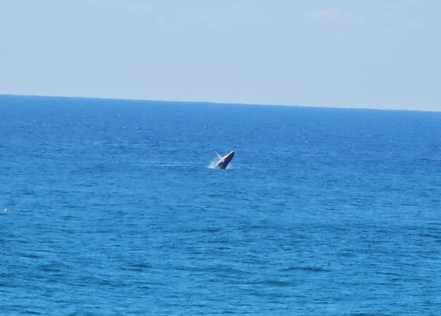 From Brisbane: North Stradbroke Island Wildlife Adventure - Ferry ride back and the last stretch: a smooth finish to a full day