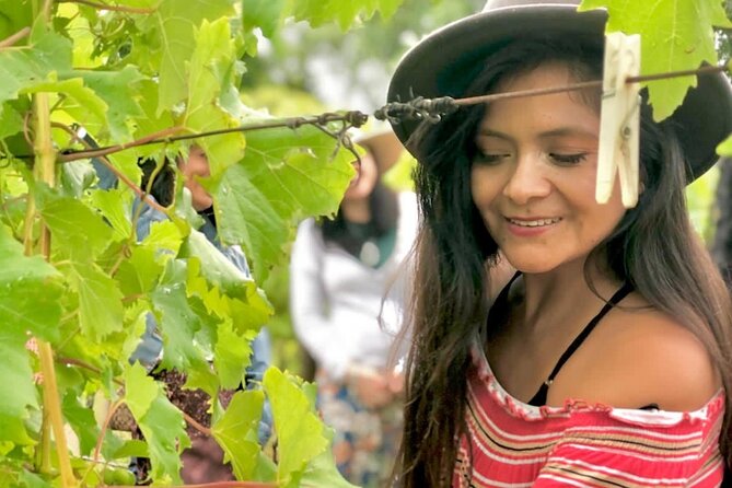 Hinterland Heritage Wine Tour - What this Hinterland Heritage Wine Tour really delivers (and why it’s fun)