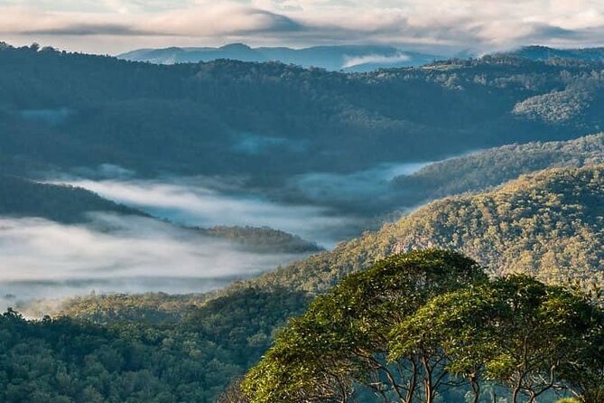 Hop on Hop Off Bus - Tamborine Mountain - Cauldron Distillery and Estate: Cocktails, gin tastings, and vineyard walks