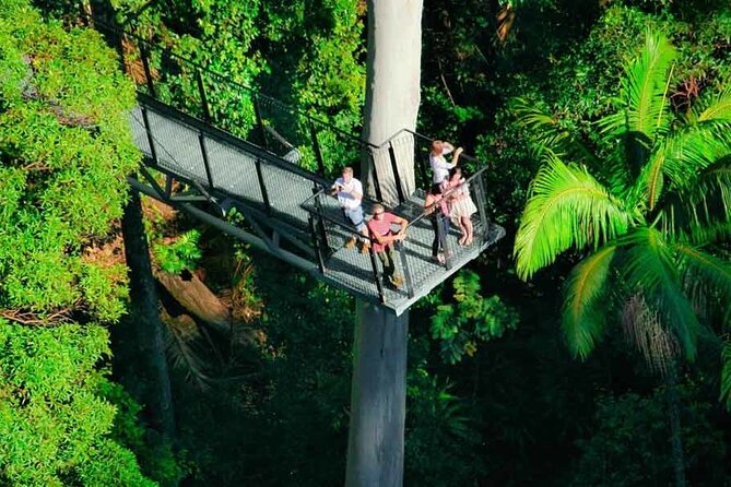 Hop on Hop off - Tamborine Rainforest Skywalk + Glow Worm Caves - The hop-on hop-off bus: freedom with a schedule behind it