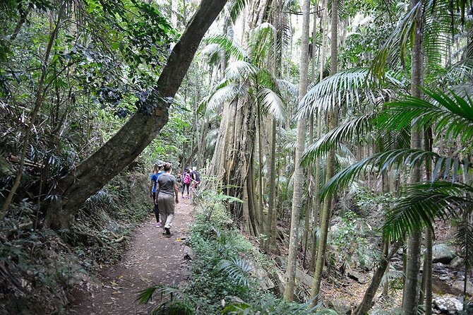 Hop on Hop off - Tamborine Rainforest Skywalk + Glow Worm Caves - Tamborine Rainforest Skywalk: elevated views and an easy win