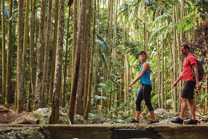 Hop on Hop off - Tamborine Rainforest Skywalk + Glow Worm Caves - Glow Worm Caves: a guided 45-minute cave show