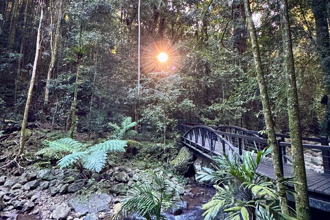 Kangaroos, 6 Springbrook Waterfalls and Natural Bridge Day Tour - Guide Victor and the practical extras that make the day easier