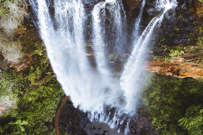Kangaroos, 6 Springbrook Waterfalls and Natural Bridge Day Tour - How the tour keeps Springbrook walks easy but still exciting