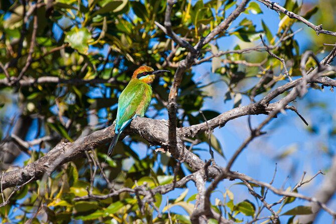 Kangaroos, mangroves and the ocean - Key things that make this tour worth your morning