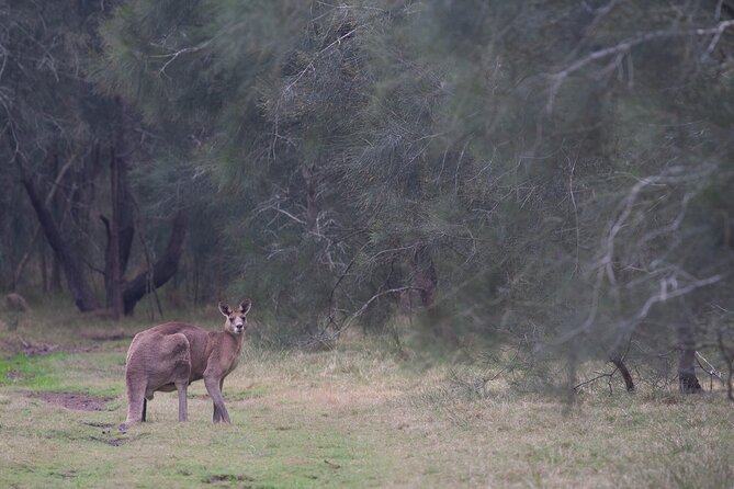 Kangaroos, mangroves and the ocean - Why Brisbane’s northern coast feels like a different world