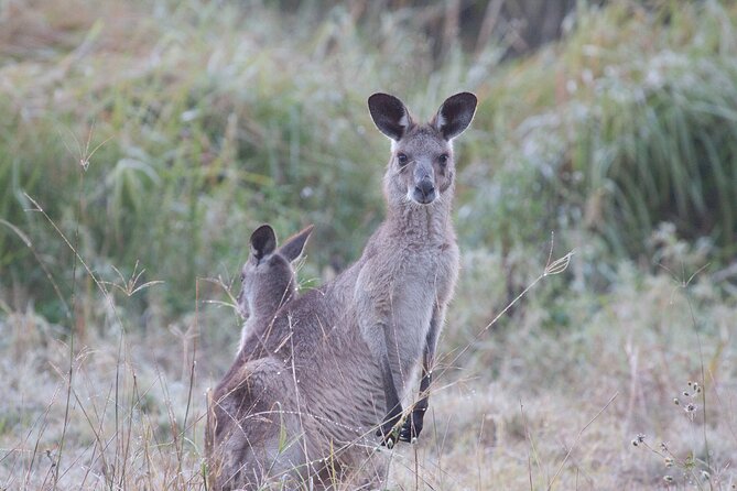 Kangaroos, mangroves and the ocean - Mangroves and bird hides: why the Osprey House stop isn’t just a photo break