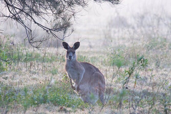 Kangaroos, mangroves and the ocean - The return journey: a different way to see life around Brisbane