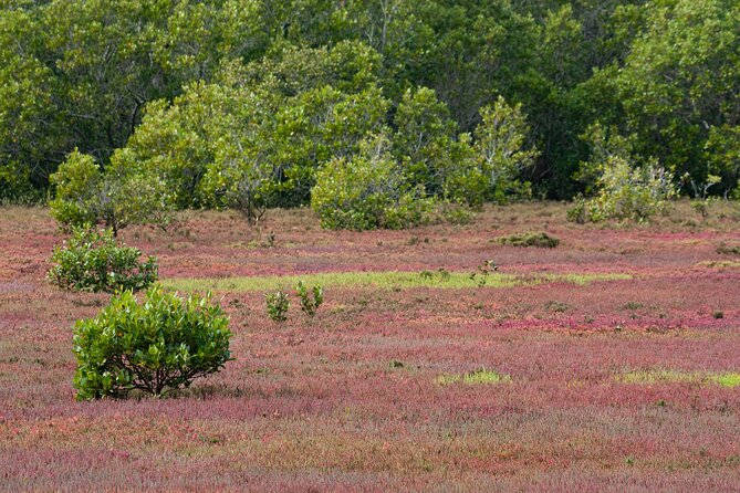 Kangaroos, mangroves and the ocean - Price and value: what $172.14 gets you (and what it doesn’t)
