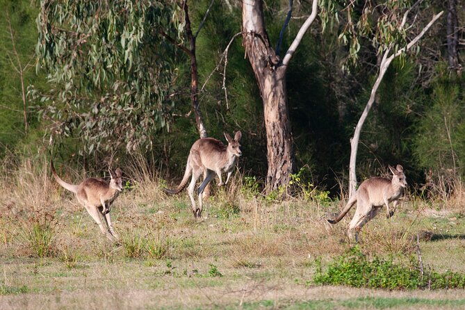 Kangaroos, mangroves and the ocean - Kangaroo safari details: how to improve your odds