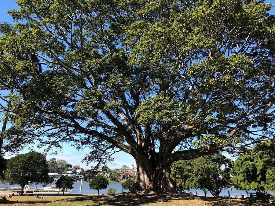 Lone Pine and Brisbane City Highlights - Lone Pine Koala Sanctuary Transfer: The Koala Photo Moment