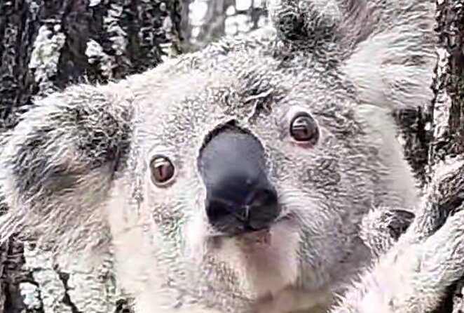 Lone Pine, Brisbane Highlights and Lunch! - A Brisbane City Day That Balances Views and Animals
