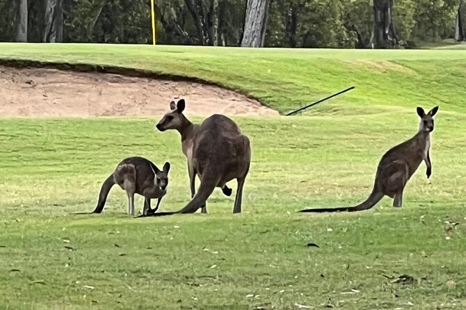 Lone Pine, Brisbane Highlights and Lunch! - Captain Burke Park and the Cantilever Bridge: Short Walk, Big Payoff
