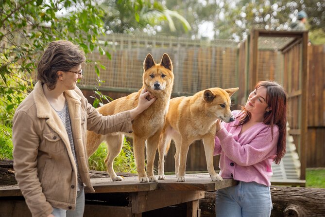 Lone Pine Koala Sanctuary Day Pass - Getting there, finding the rhythm, and using the mobile ticket