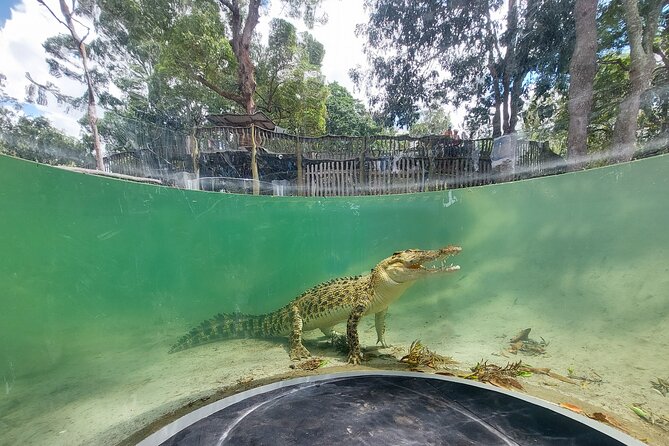 Lone Pine Koala Sanctuary Day Pass - Lorikeet feeding, sheepdog herding, and the raptor show
