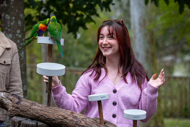 Lone Pine Koala Sanctuary Day Pass - More than koalas: crocodile viewing, platypus, dingoes, and more