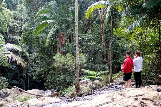 Maiala Rainforest Tour - Key Points at a Glance