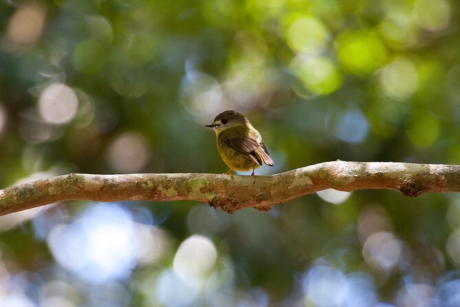 Maiala Rainforest Tour - Maiala Rainforest in D’Aguilar National Park: what you’re really signing up for