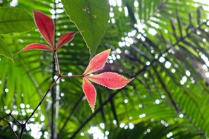 Maiala Rainforest Tour - Stop-by-stop: the rainforest circuit, strangler figs, and The Green Falls