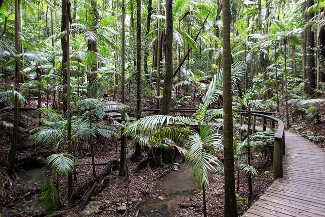 Maiala Rainforest Tour - After the picnic: canopy gaps, coffee/tea, and the Western Window lookout