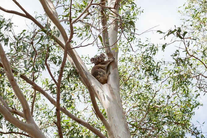 Minjerribah Cultural Experience - Price and what you get for $114.76 per person