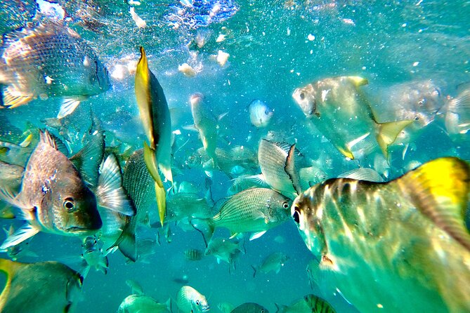 Moreton Island Day Trip (Kayak, Snorkel & Sandboard) frm Brisbane or Gold Coast - Picnic Lunch on the Beach: Convenient Fuel, Not a Long Stay