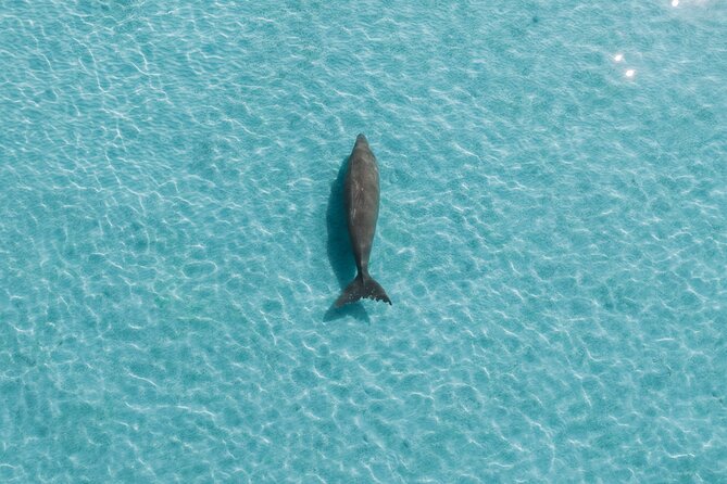 Moreton Island Eco Marine Safari Cruise and Snorkel - Moreton Island beach time: your long reset with sand hills and swimming