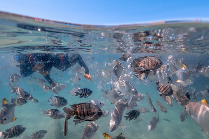 Moreton Island Eco Marine Safari Cruise and Snorkel - Marine safari focus: spotting wildlife without needing a biology degree