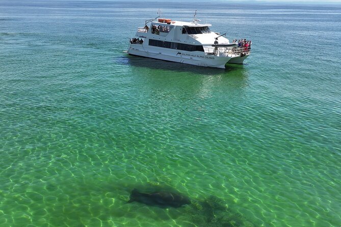 Moreton Island Eco Marine Safari Cruise and Snorkel - Food and comfort: morning tea, lunch, afternoon tea, and real breaks