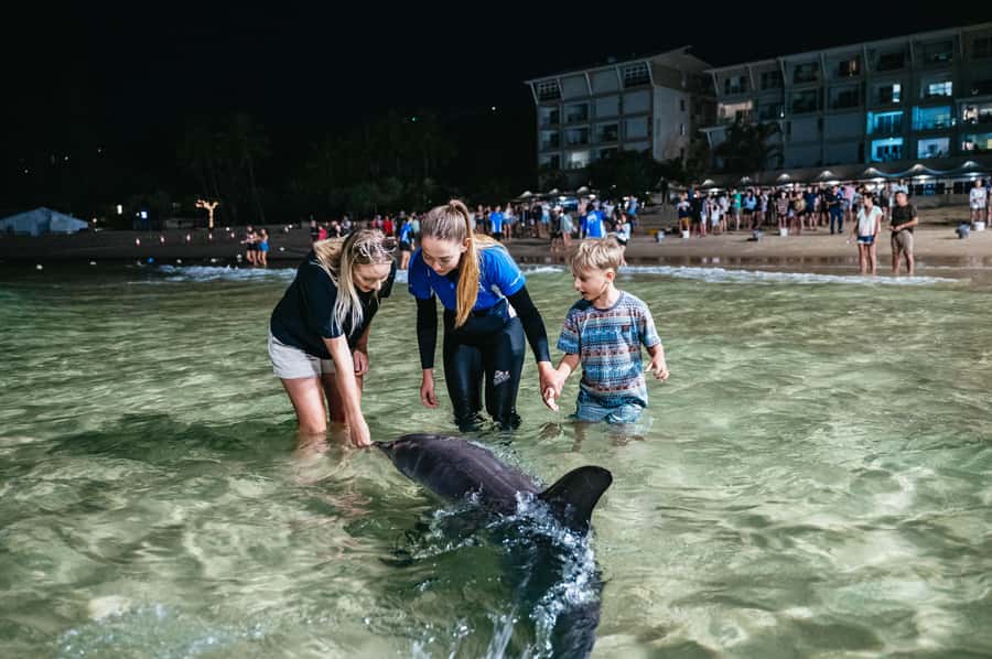 Moreton Island: Marine Discovery Cruise & Dolphin Feeding - Marine Discovery Cruise: what you’re looking for, and why some days feel quieter