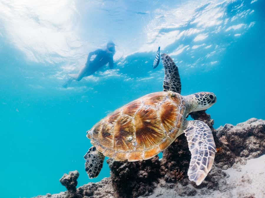 Moreton Island: Tangalooma Day Trip Marine Discovery Cruise - The Shipwrecks: Why the Experience Can Feel Mixed