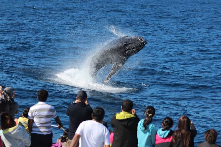Moreton Island: Tangalooma Day Trip & Whale Watching Cruise - The money question: is $109 good value?