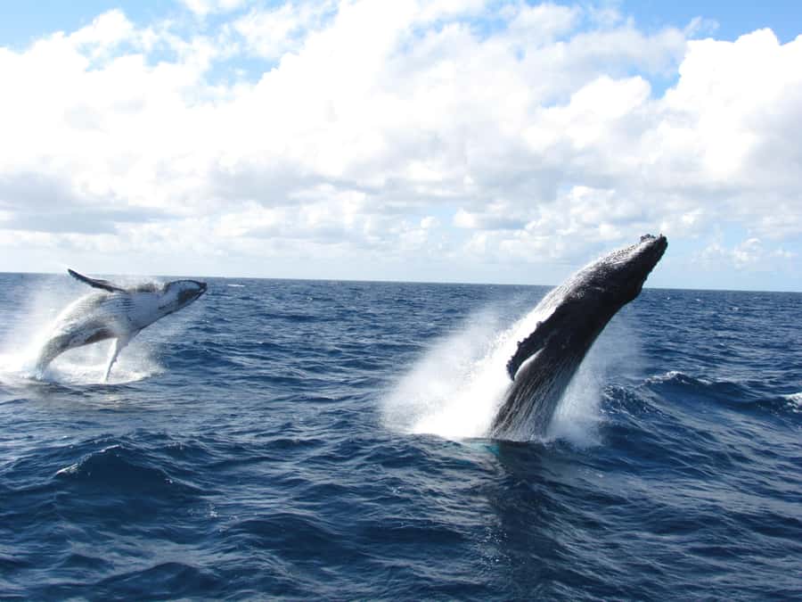 Moreton Island: Tangalooma Day Trip & Whale Watching Cruise - Getting from Brisbane to Moreton Island: ferry timing and your best prep