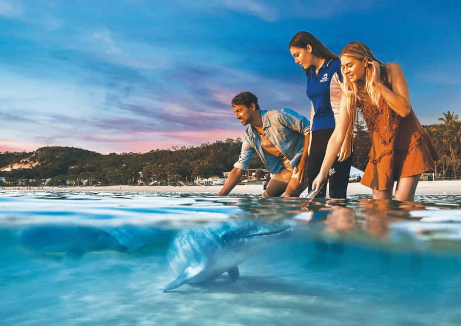 Moreton Island: Tangalooma Snorkeling Tour & Dolphin Feeding - Key points to know before you go