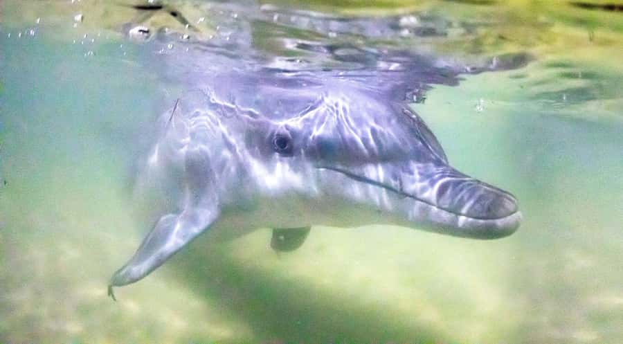 Moreton Island: Tangalooma Snorkeling Tour & Dolphin Feeding - A One-Day Combo: Wreck Snorkel Plus Wild Dolphin Feeding