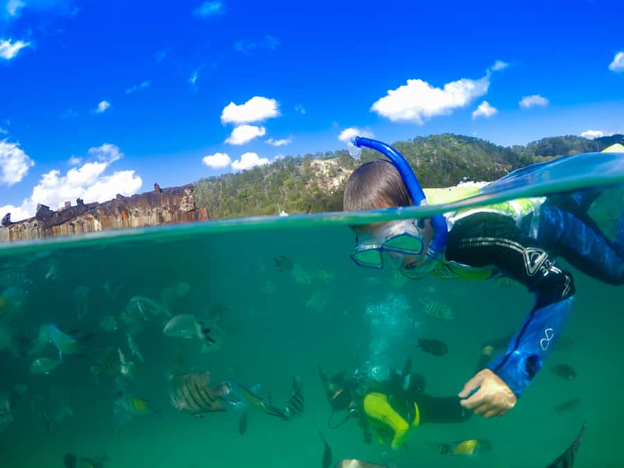 Moreton Island: Tangalooma Snorkelling with Dolphin Viewing - Key highlights you’ll feel on the day