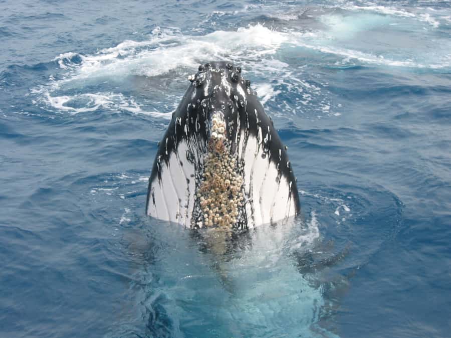 Moreton Island: Tangalooma Whale Watching & Dolphin Feeding - Tangalooma Island Resort Day Pass: Pools, Beach, and Downtime That Doesn’t Waste Your Time