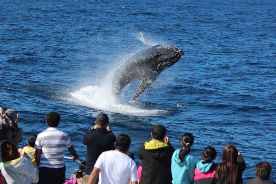 Moreton Island: Tangalooma Whale Watching & Dolphin Feeding - Price and Value: What You’re Paying For at $162 Per Person