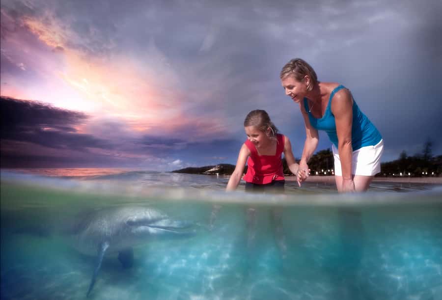 Moreton Island: Tangalooma Whale Watching & Dolphin Feeding - Who Should Book This (and Who Might Want a Different Plan)