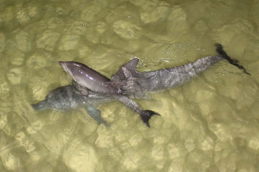 Moreton Island: Tangalooma Whale Watching & Dolphin Feeding - Should You Book This Moreton Island Whale and Dolphin Day Trip?