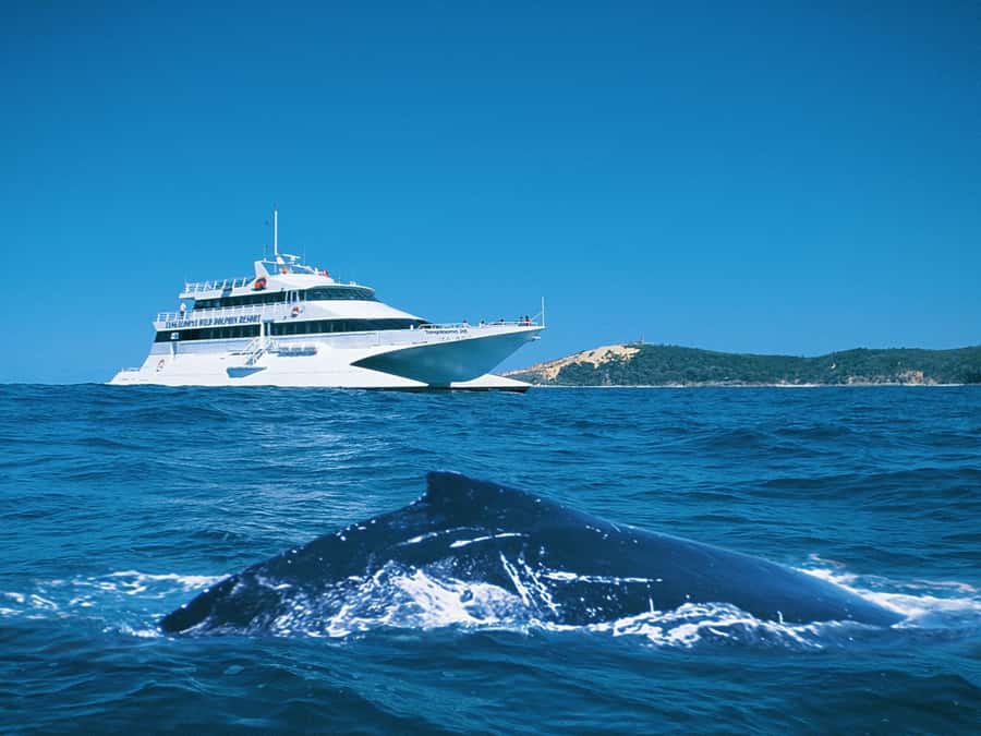 Moreton Island: Tangalooma Whale Watching & Dolphin Feeding - The Whale-Watching Cruise at Midday: 3 Hours, Commentary, and the Best Seat on the Water