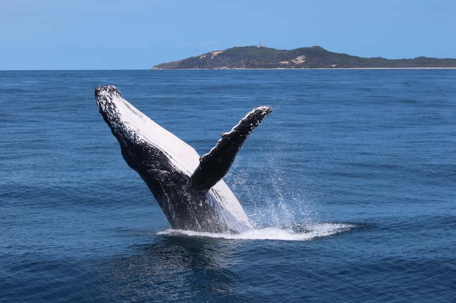 Moreton Island: Tangalooma Whale Watching & Dolphin Viewing - Brisbane To Moreton Island: The Ferry Ride Sets the Tone