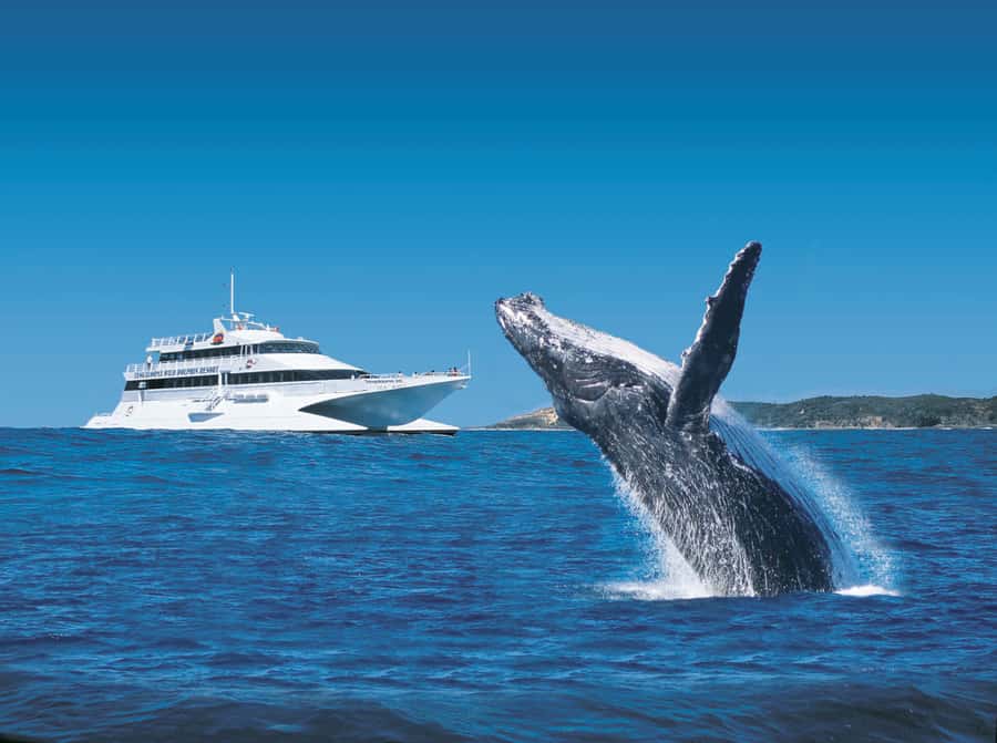 Moreton Island: Tangalooma Whale Watching & Dolphin Viewing - The Whale Watch Cruise: How the Timing and Catamaran Help You