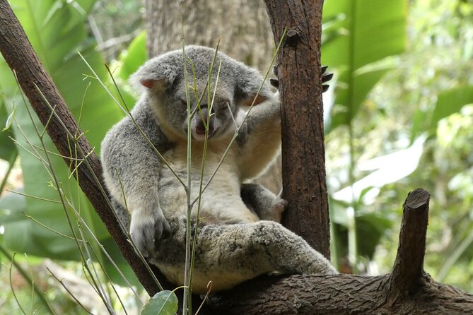Noosa, Aussie Animals & Glass House Mountains from Brisbane - Wildlife HQ Zoo: the optional ticket that’s worth deciding early